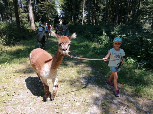 Spaziergang mit Alpakas